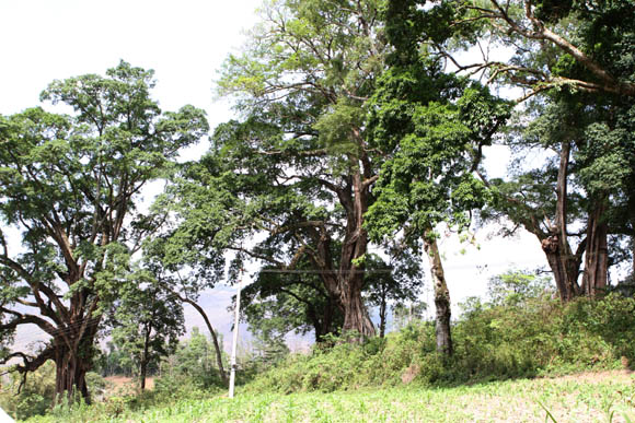 Quần[-]thể[-]cây[-]đa[-]hơn[-]500[-]năm[-]tuổi[-]ở[-]Hà[-]Giang[-]là[-]cây[-]di[-]sản